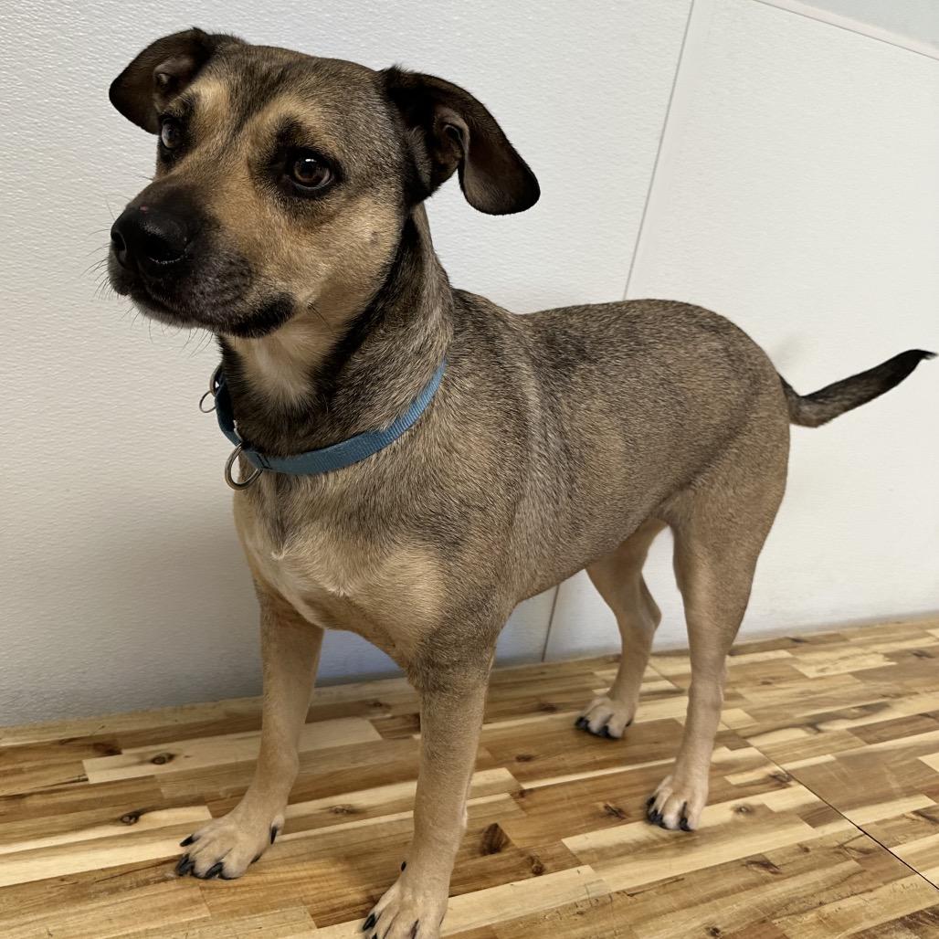 Enlarge Bo-Bo, a Adoptable mixed breed in Durango, CO image 4/5