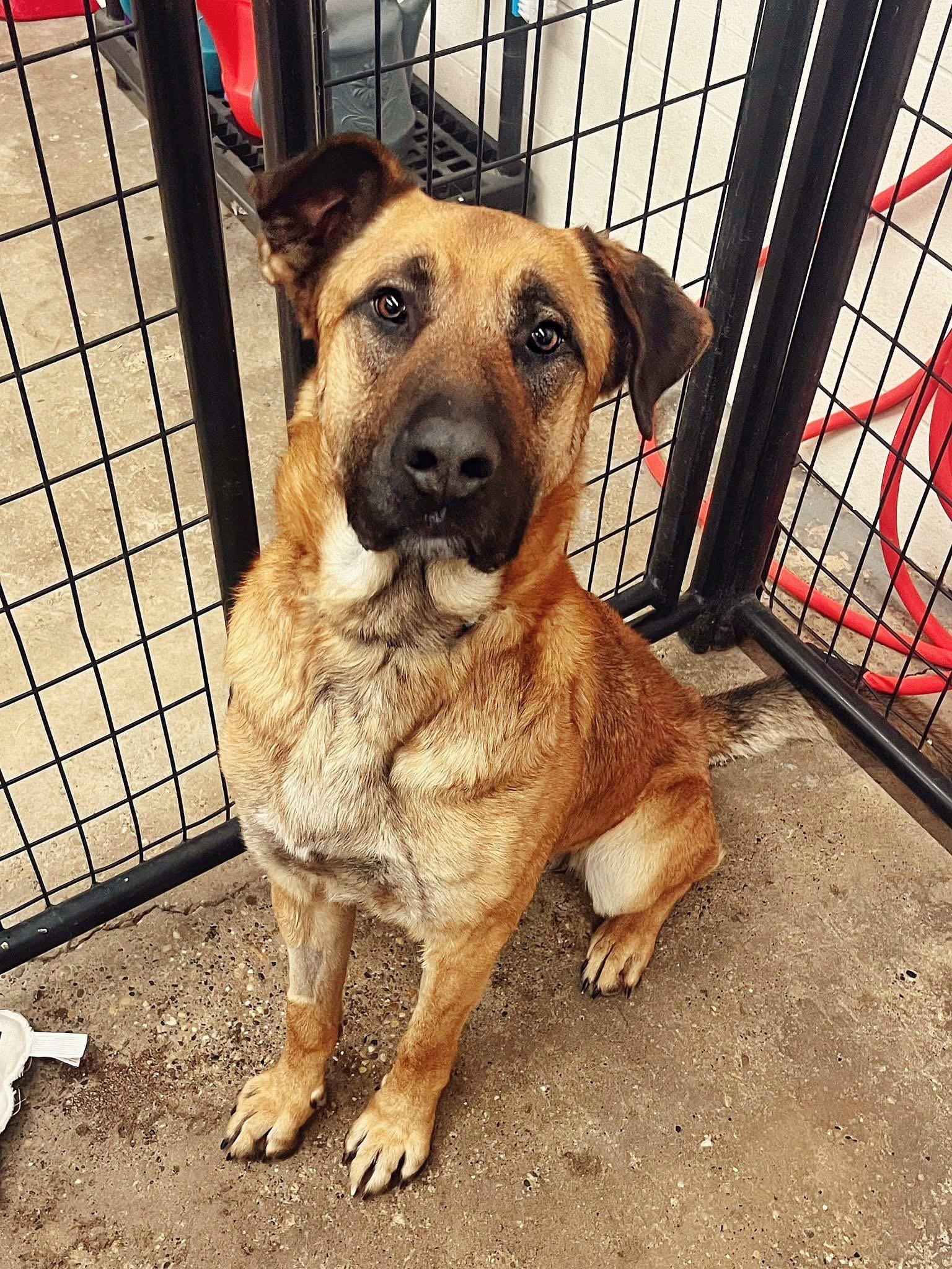 Charles B, Adoptable, Adult Male Shepherd.