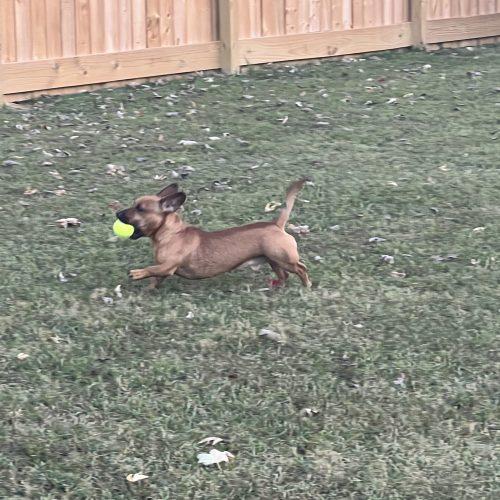 Gazpacho, Adoptable, Young Male Dachshund & Mixed Breed.