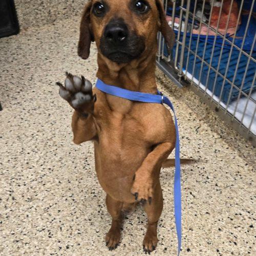 Enlarge Gazpacho, a Adoptable mixed breed in Cookeville, TN image 4/6