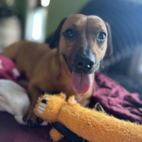 Enlarge Gazpacho, a Adoptable mixed breed in Cookeville, TN image 5/6