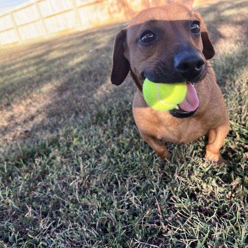 Enlarge Gazpacho, a Adoptable mixed breed in Cookeville, TN image 6/6