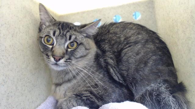 Enlarge TIGER, a Adoptable Domestic Medium Hair in Downey, CA image 1/1
