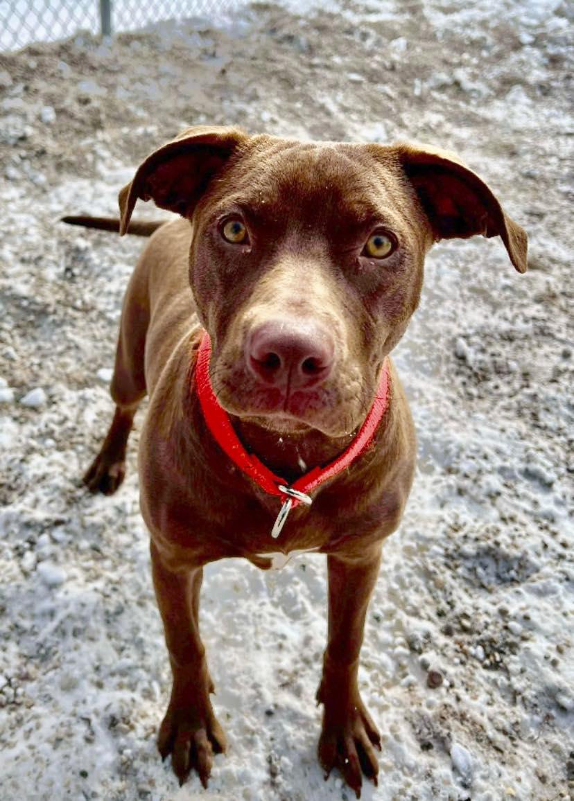 Enlarge Sassy, a ADOPTABLE mixed breed in Marseilles, IL image 1/1