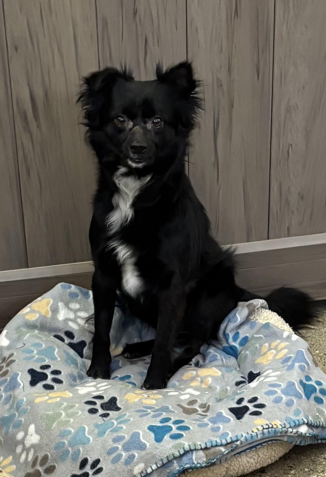 Denzel Wooferton, ADOPTABLE, Young Male Spaniel.