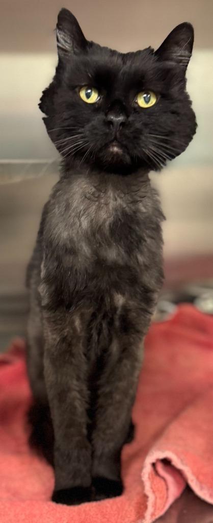 Chato, Adoptable, Senior Male Domestic Long Hair.