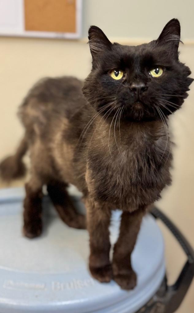 Enlarge Chato, a Adoptable mixed breed in Great Bend, KS image 3/3