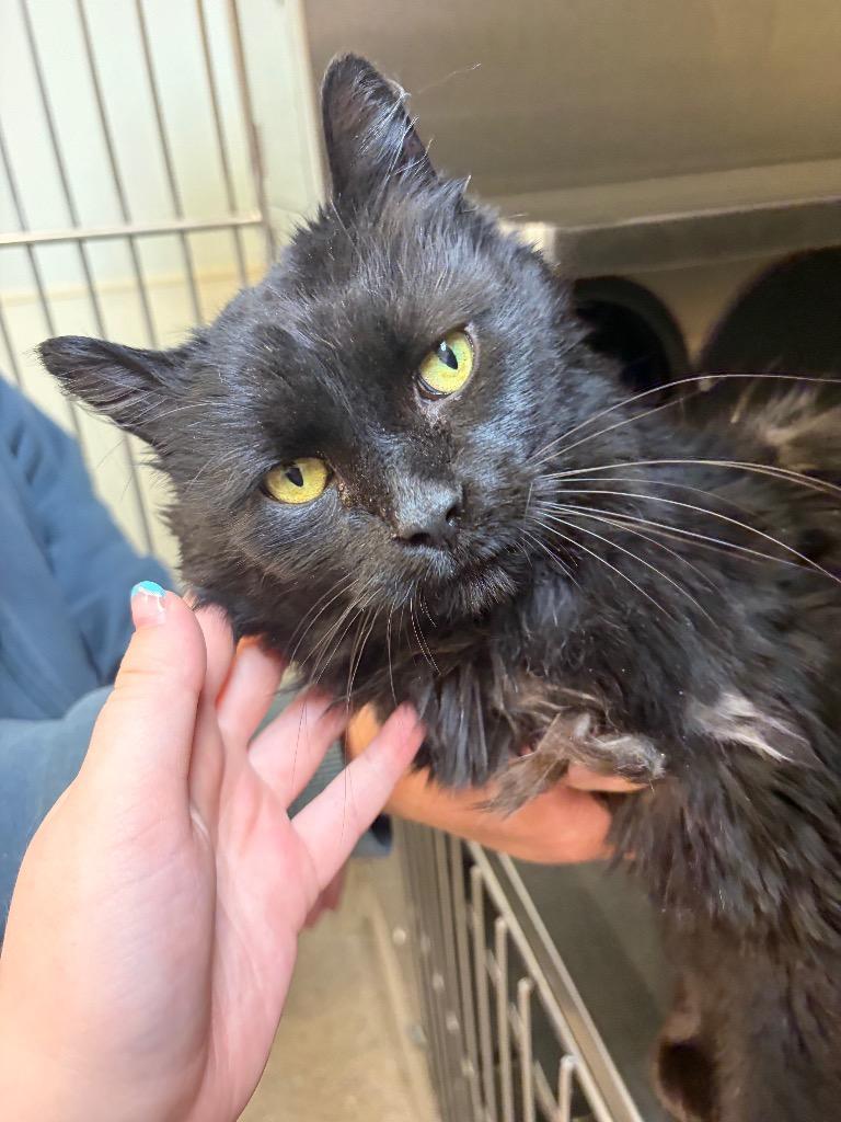 Chato, Adoptable, Senior Male Domestic Long Hair.