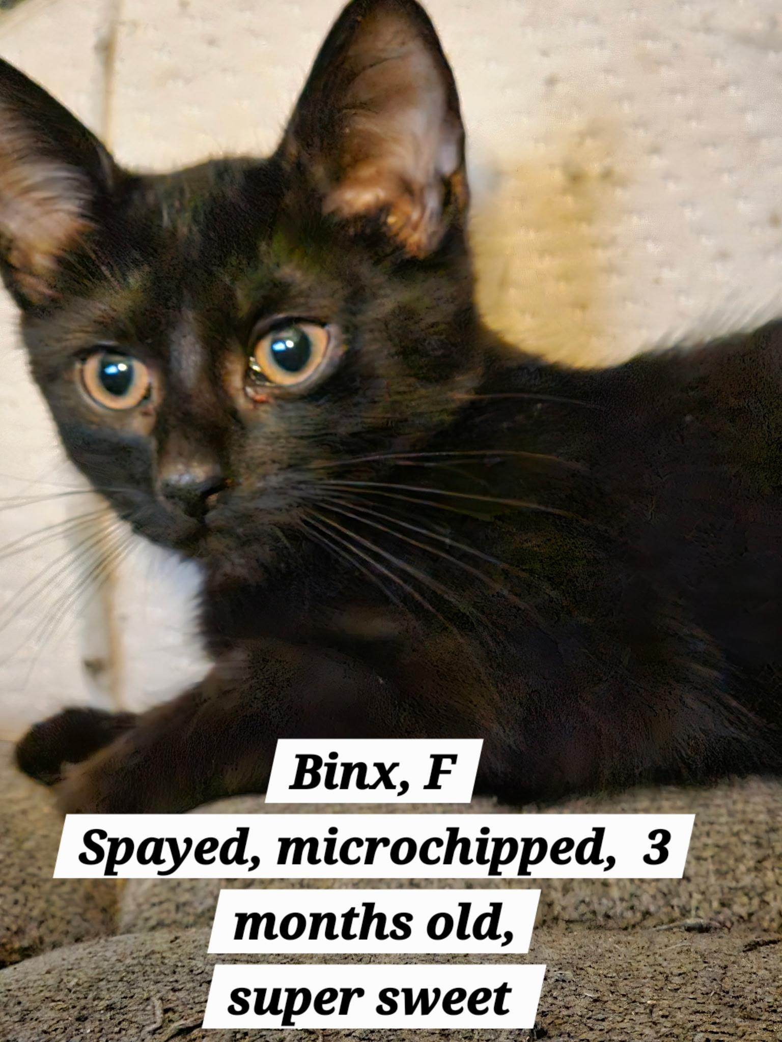Binx, Adoptable, Kitten Female Domestic Short Hair.