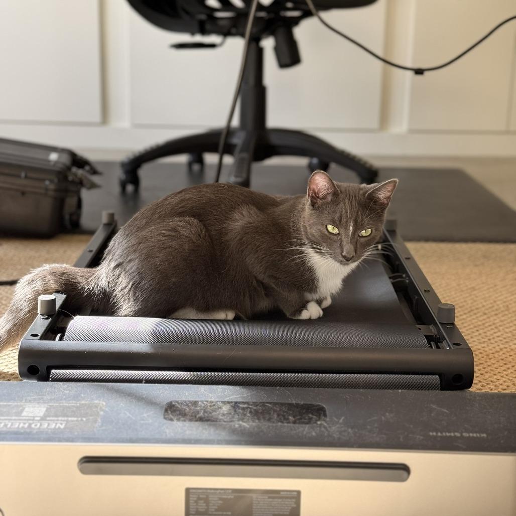 Dennis, Adoptable, Young Male Domestic Short Hair.