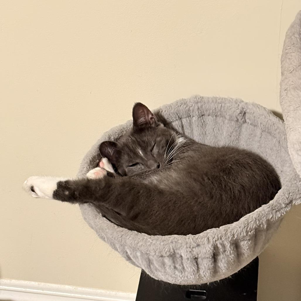 Dennis, a Adoptable Domestic Short Hair in Los Angeles, CA image 2/4