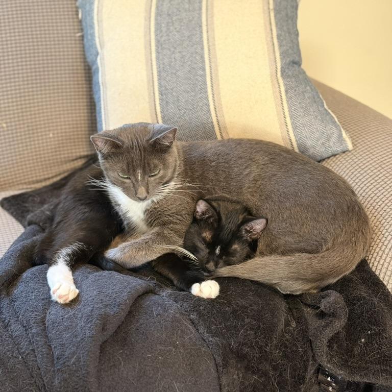 Dennis, a Adoptable Domestic Short Hair in Los Angeles, CA image 3/4