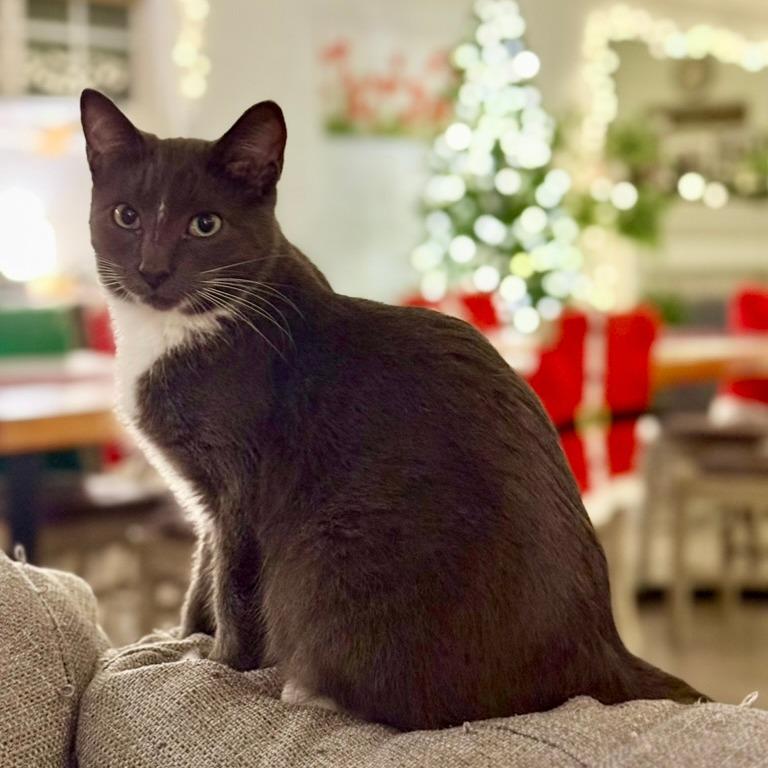 Dennis, a Adoptable Domestic Short Hair in Los Angeles, CA image 4/4