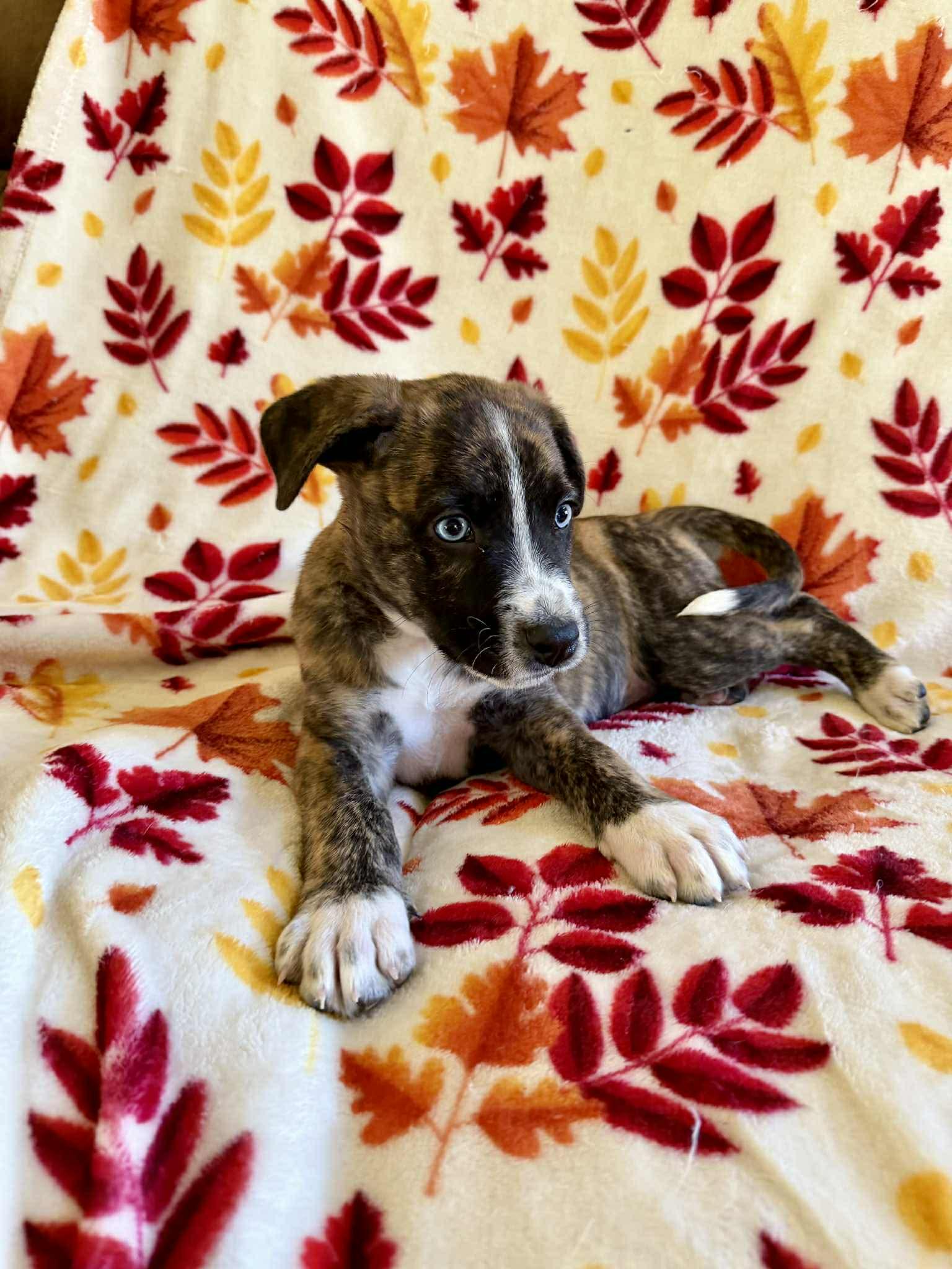 Bodie, Adoptable, Puppy Male Labrador Retriever & Mountain Cur.