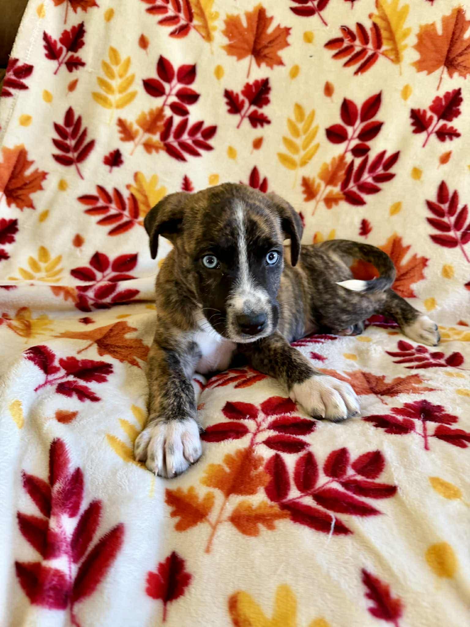 Bodie, an adopted mixed breed in Hatfield, PA image 2/5