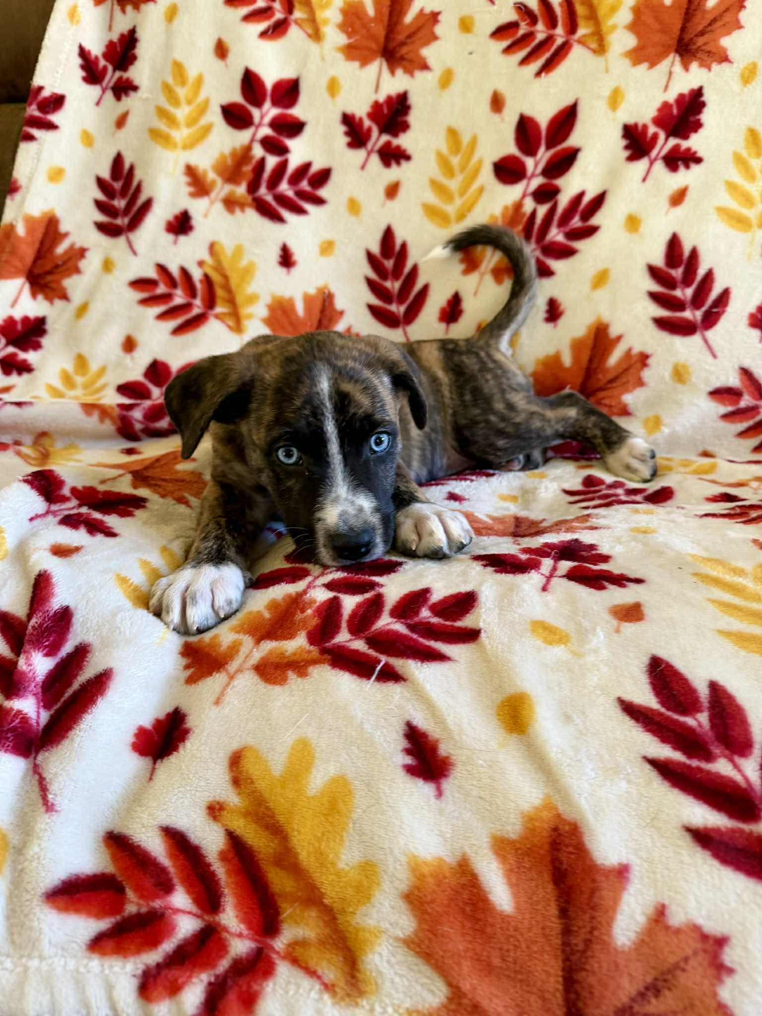 Bodie, an adopted mixed breed in Hatfield, PA image 3/5