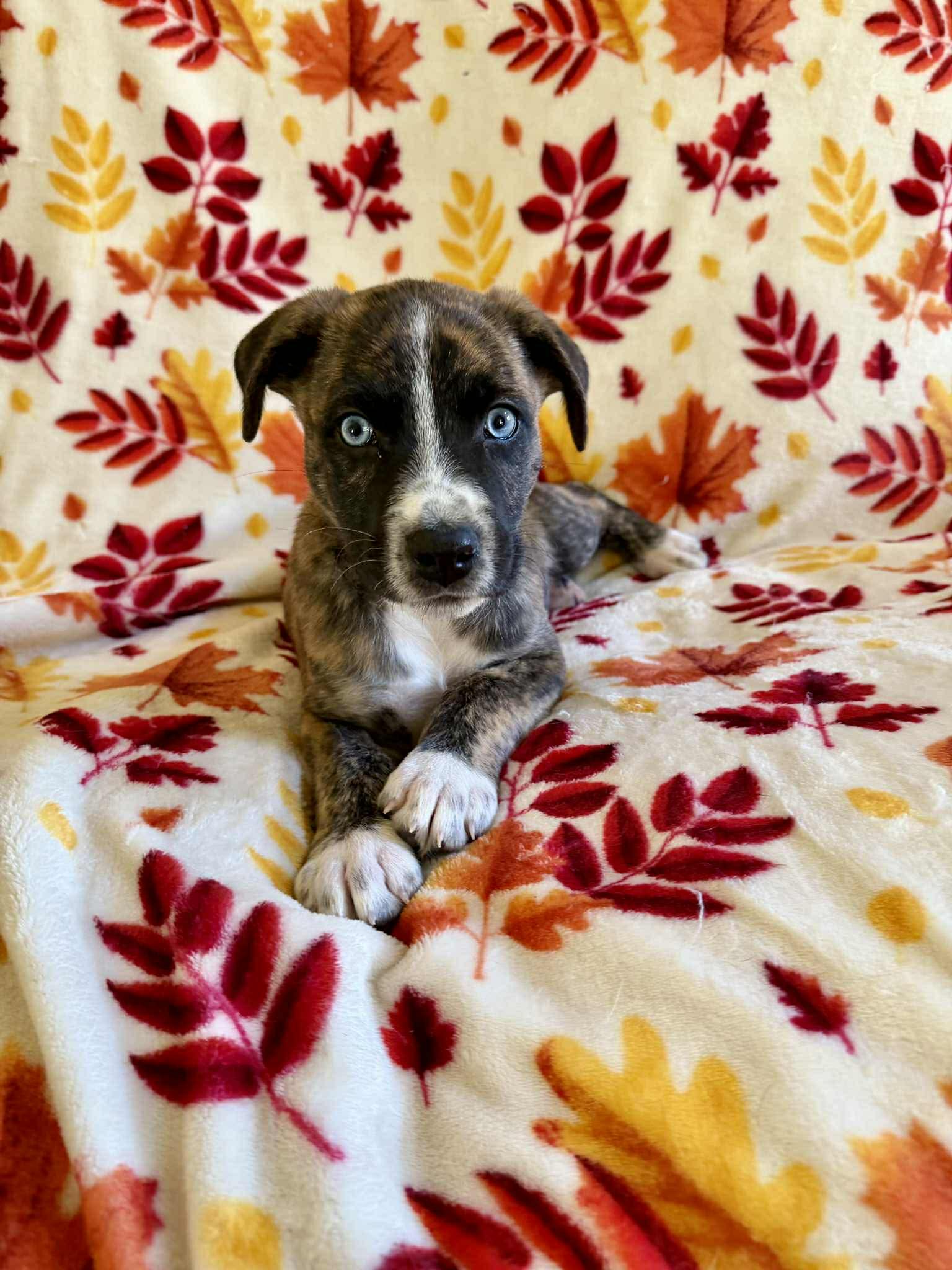 Bodie, an adopted mixed breed in Hatfield, PA image 4/5