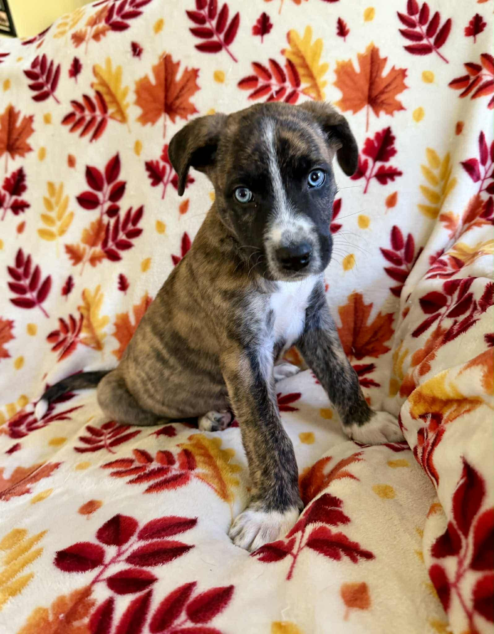 Bodie, an adopted mixed breed in Hatfield, PA image 5/5