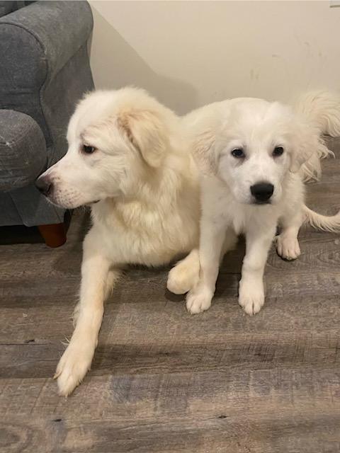 Snowball — thumbnail 1