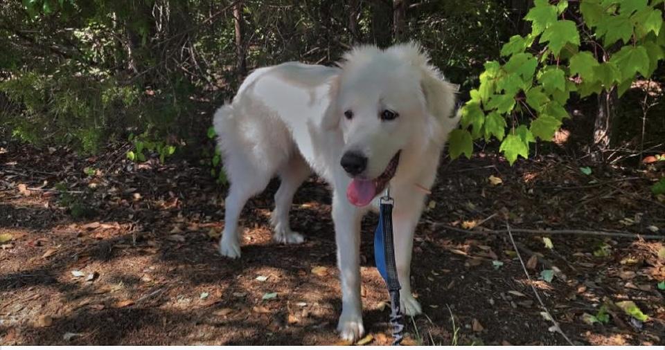 Snowball — thumbnail 2