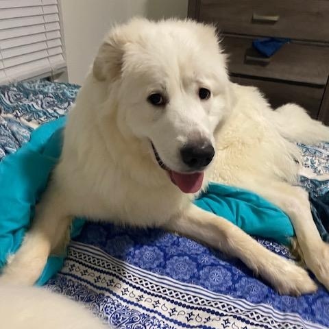 Snowball — thumbnail 3