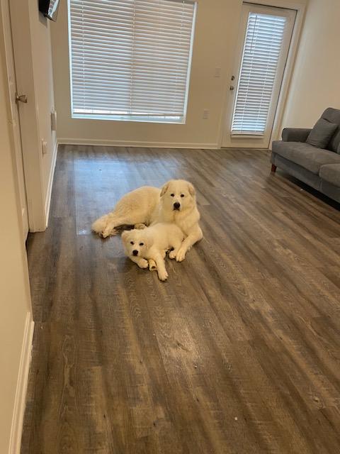 Snowball — thumbnail 4