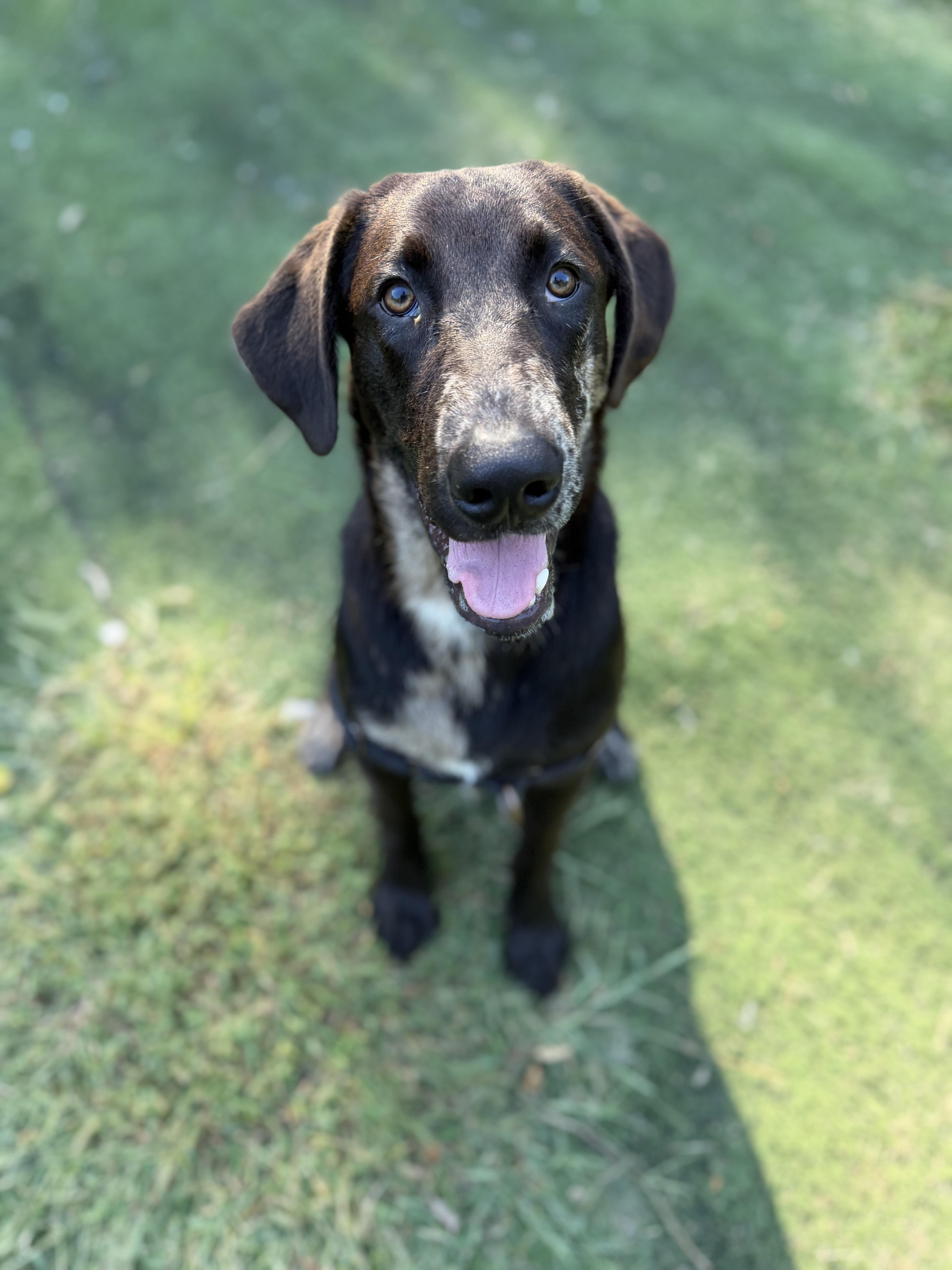 Enlarge Finn, a Adoptable mixed breed in Ocean View, NJ image 2/4
