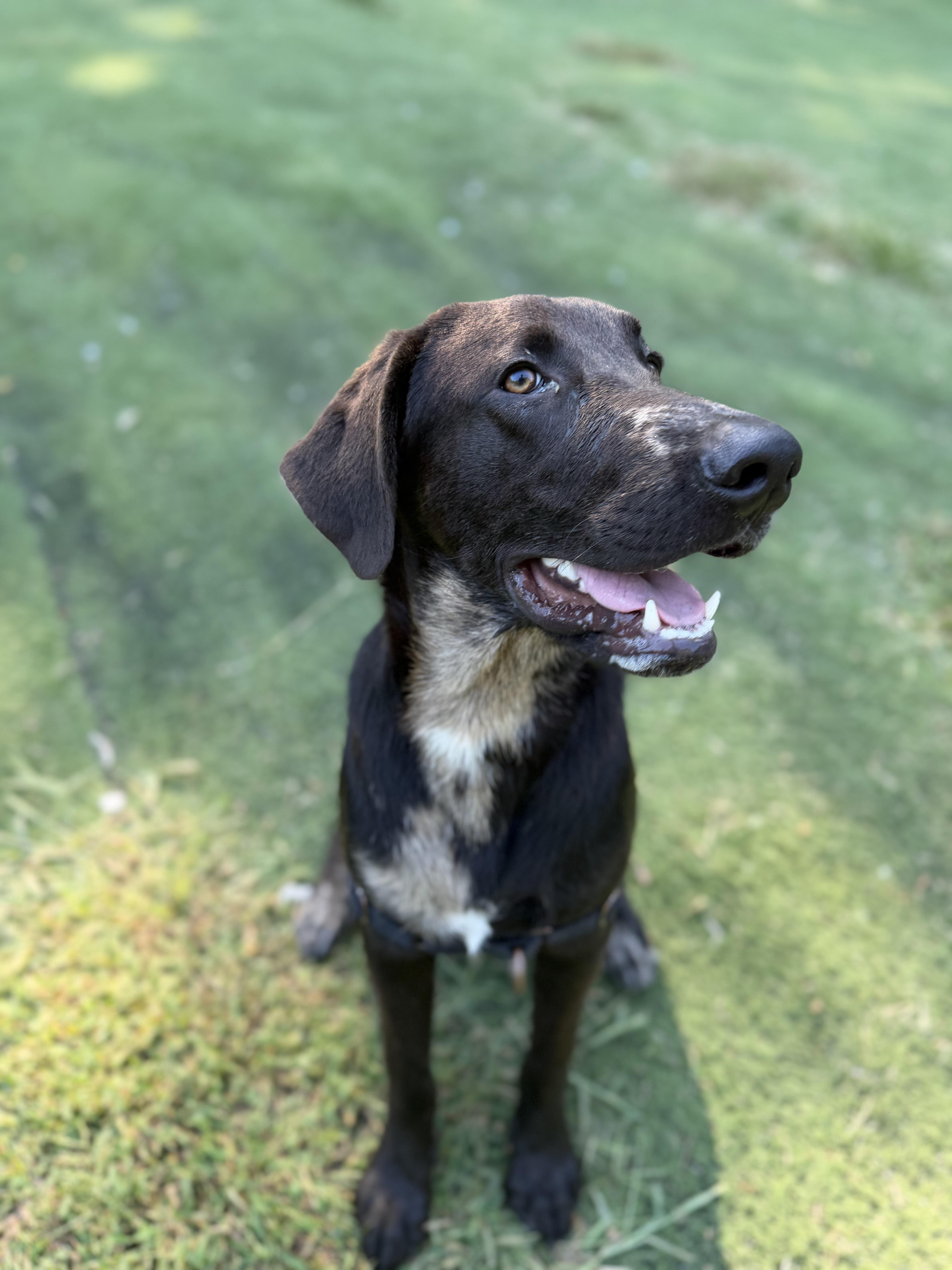 Finn, Adoptable, Puppy Male Chocolate Labrador Retriever.
