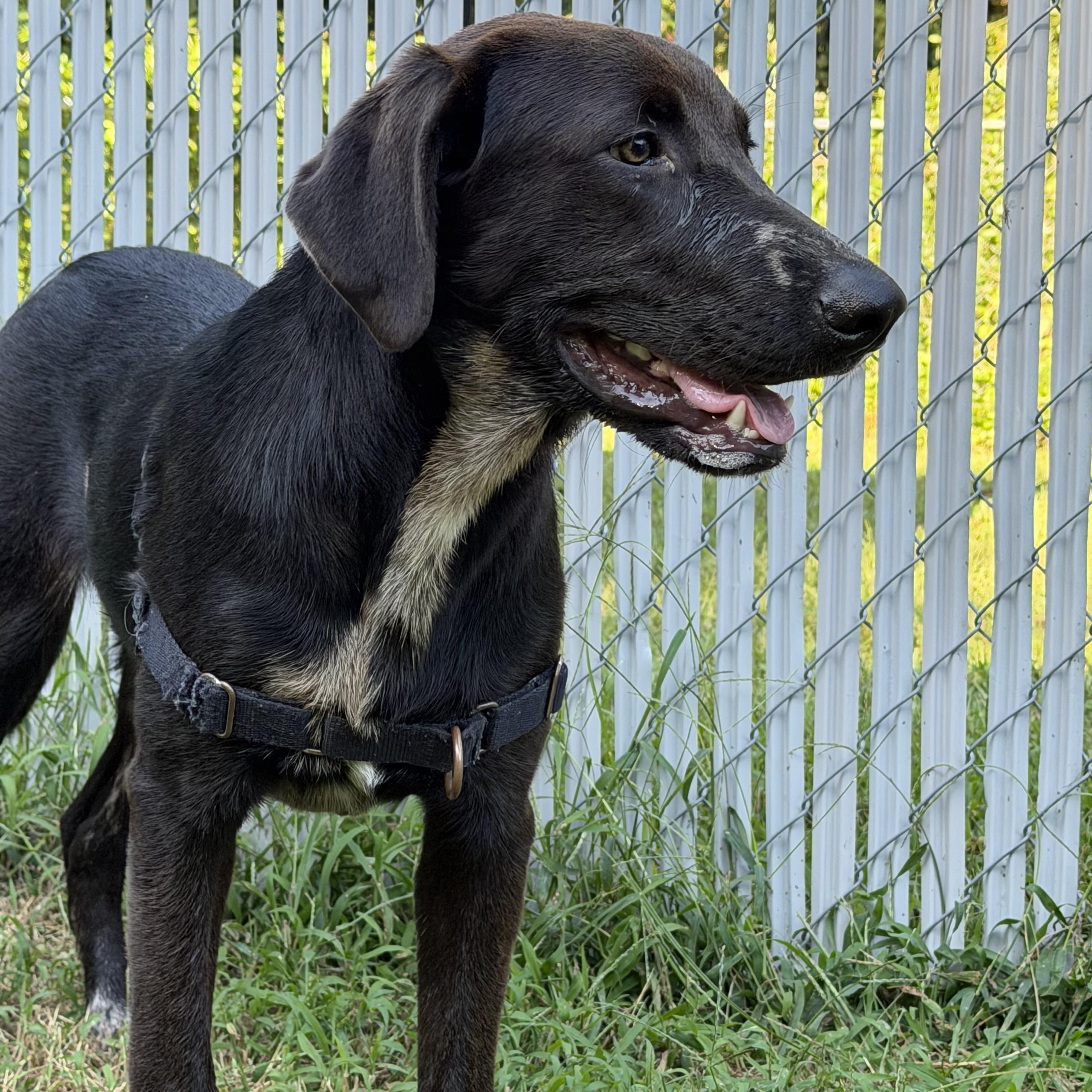 Enlarge Finn, a Adoptable mixed breed in Ocean View, NJ image 3/4
