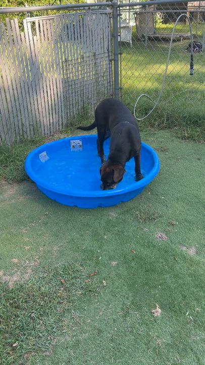 Enlarge Finn, a Adoptable mixed breed in Ocean View, NJ video 4/4