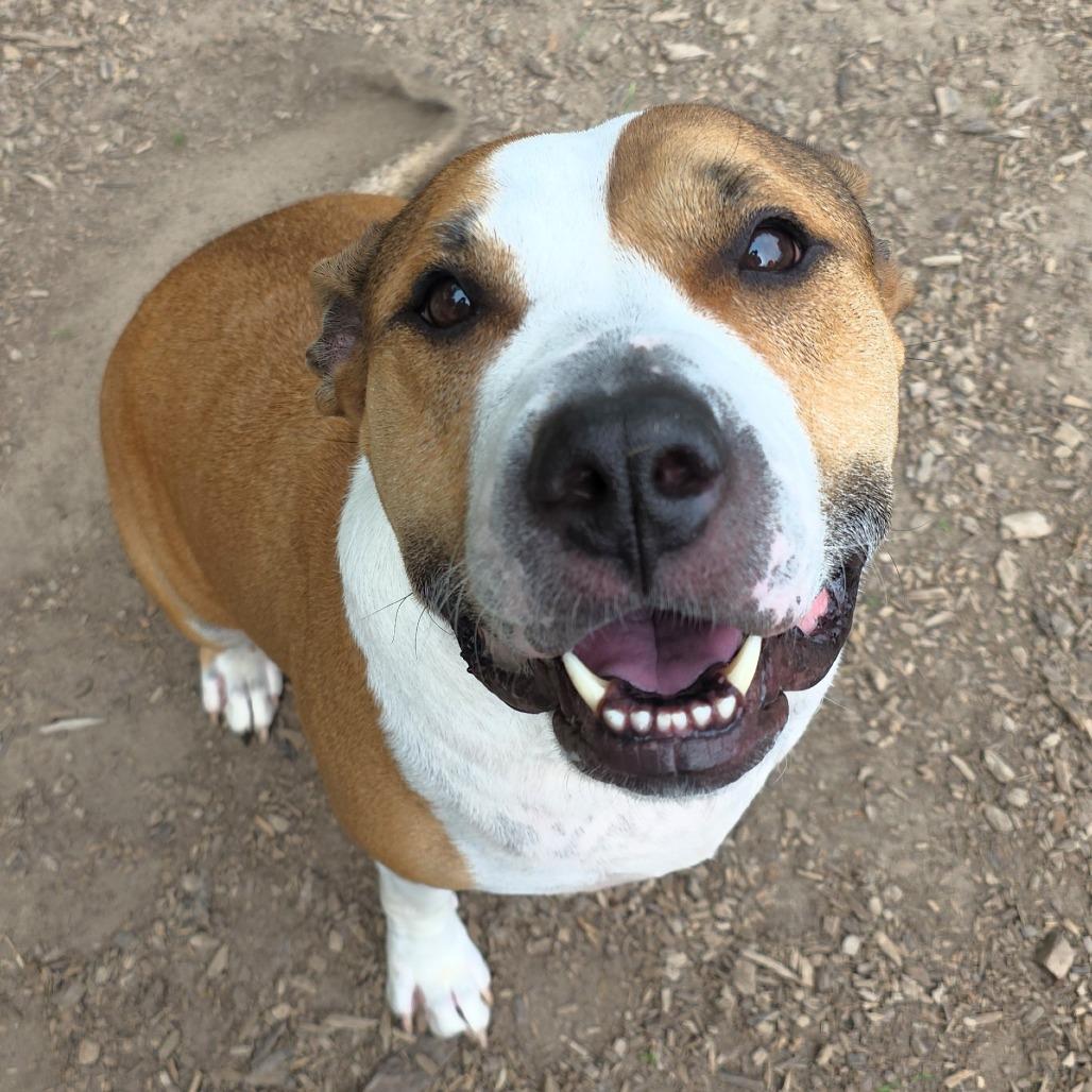 Sasha, Adoptable, Adult Female Pit Bull Terrier & Boxer.