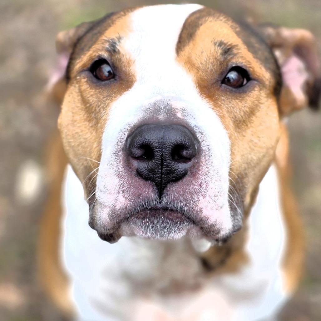 Sasha, Adoptable, Adult Female Pit Bull Terrier & Boxer.