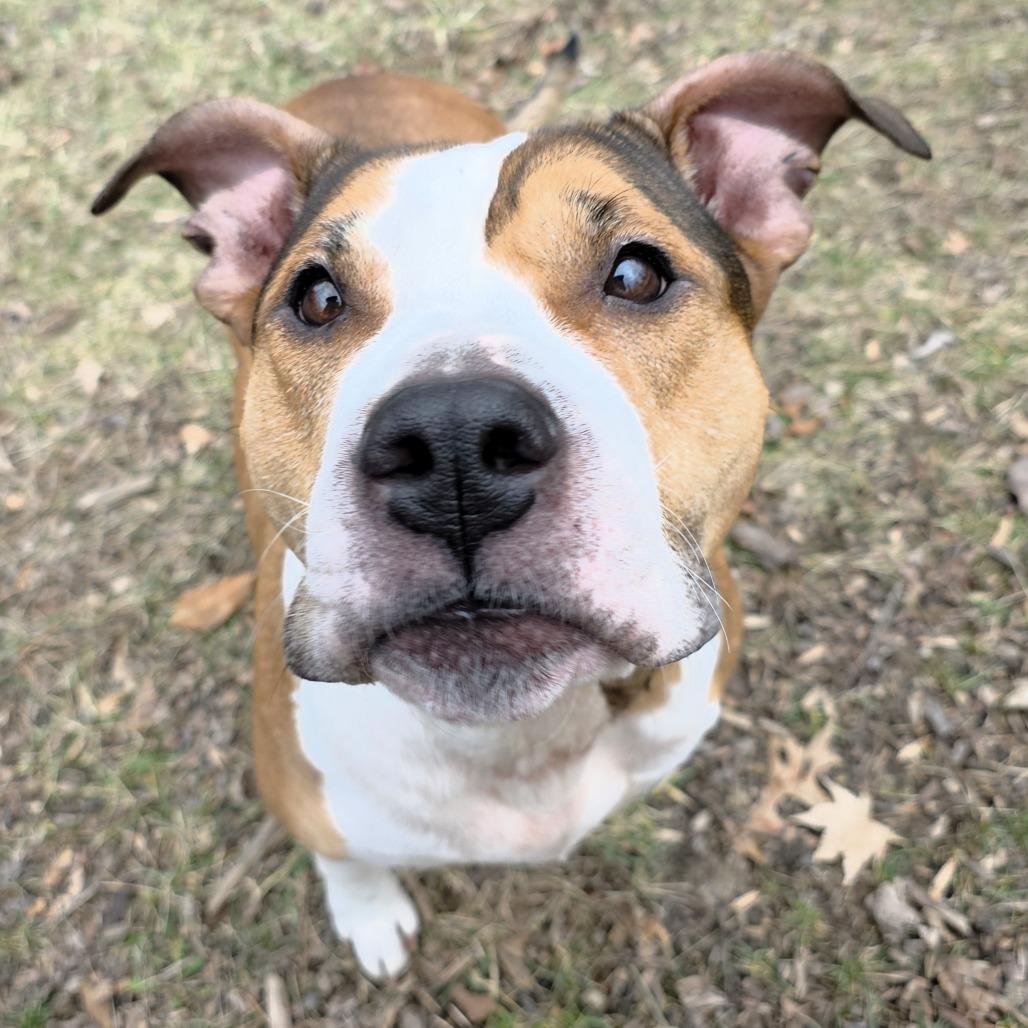 Sasha, a Adoptable mixed breed in Michigan City, IN image 2/6