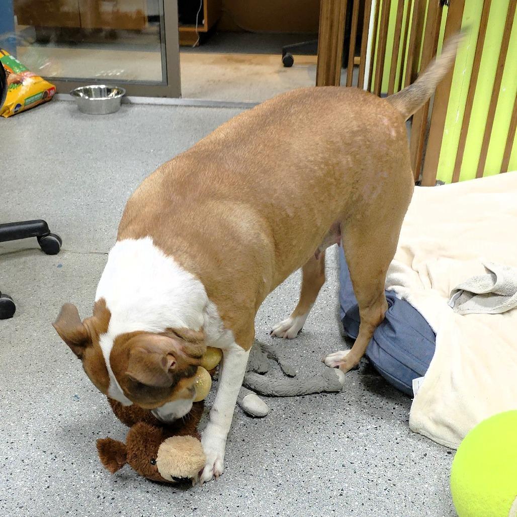 Sasha, a Adoptable mixed breed in Michigan City, IN image 2/6