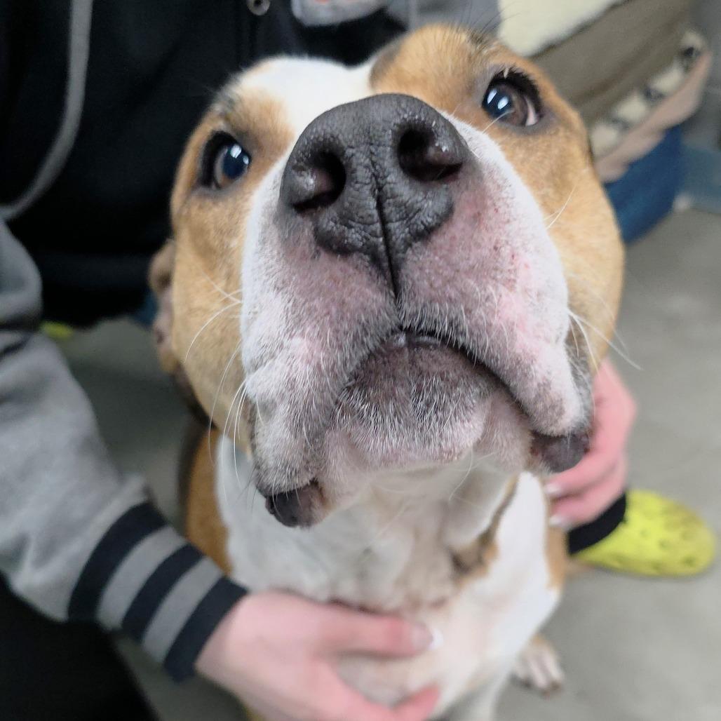 Sasha, a Adoptable mixed breed in Michigan City, IN image 3/6