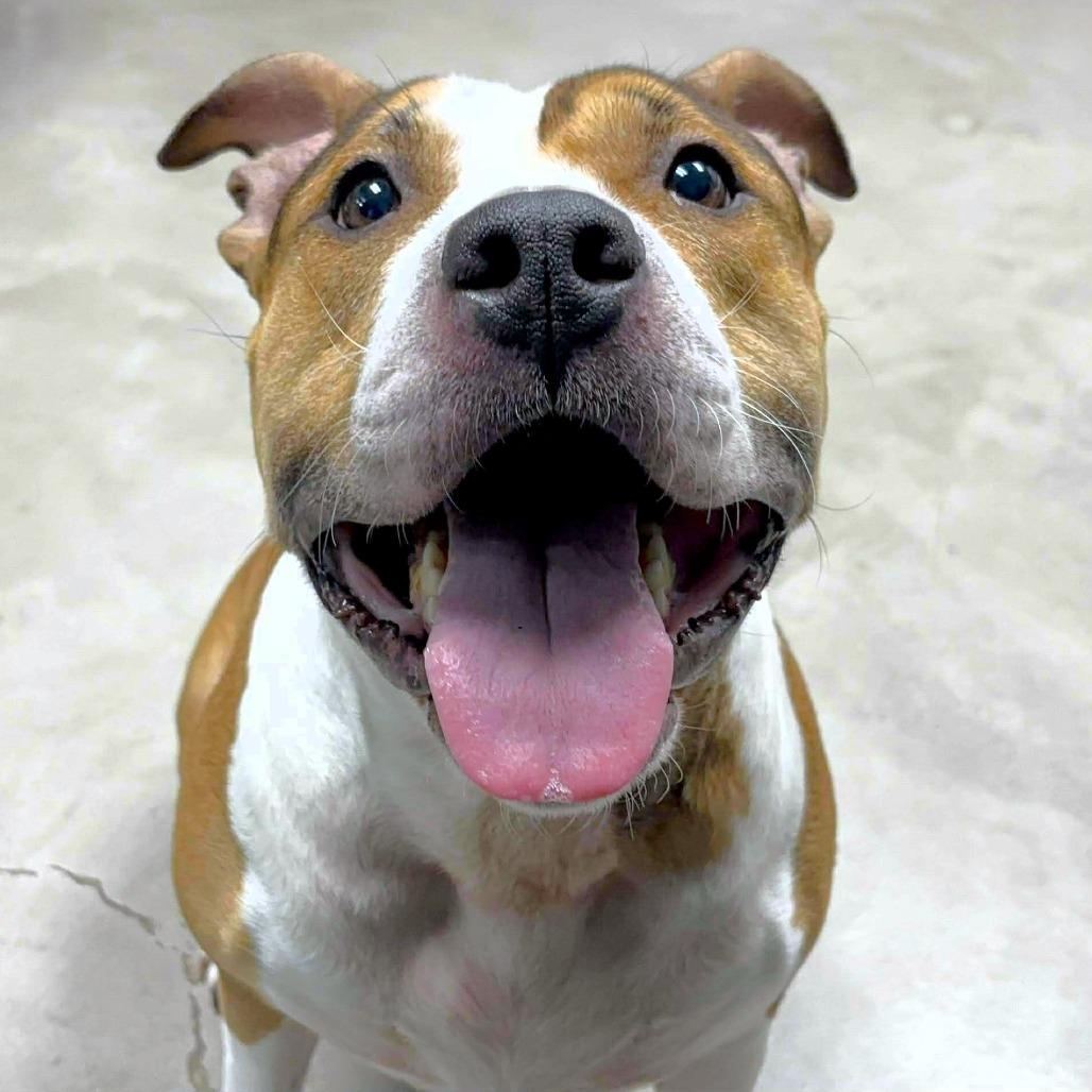 Sasha, a Adoptable mixed breed in Michigan City, IN image 4/6