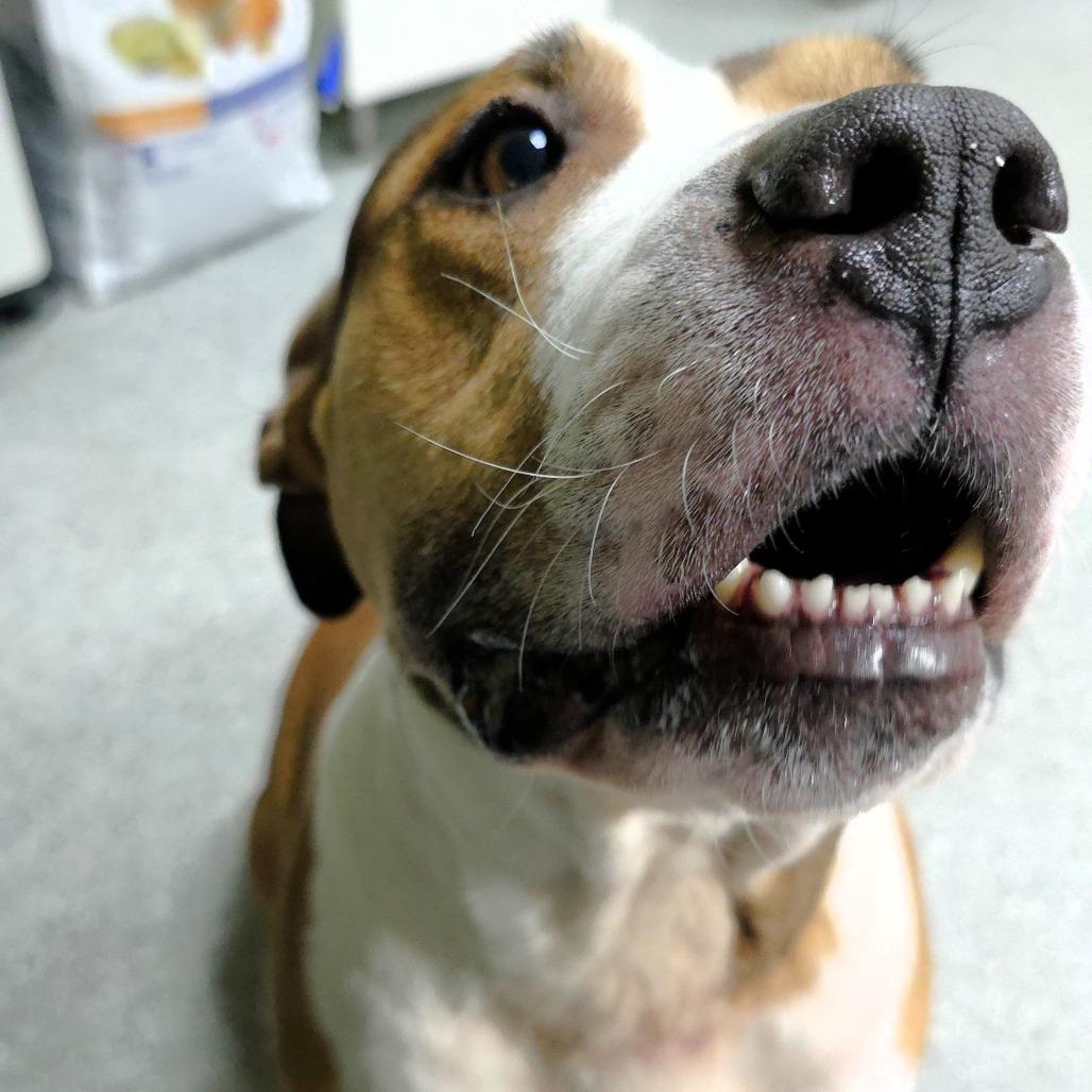 Sasha, a Adoptable mixed breed in Michigan City, IN image 5/6