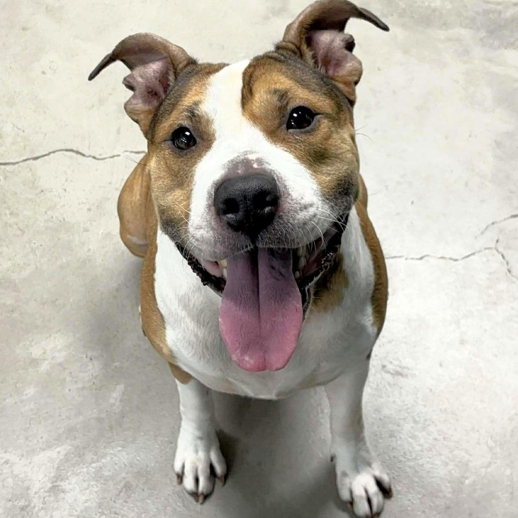 Sasha, a Adoptable mixed breed in Michigan City, IN image 6/6