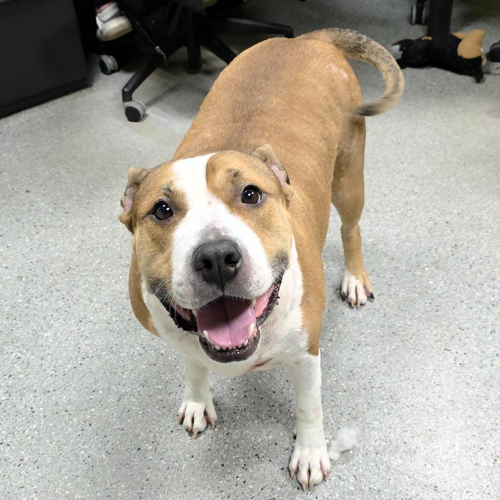 Sasha, a Adoptable mixed breed in Michigan City, IN image 3/6