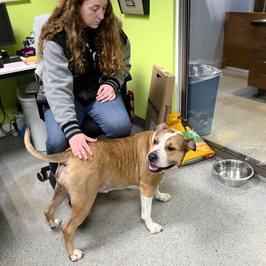 Sasha, a Adoptable mixed breed in Michigan City, IN image 4/6