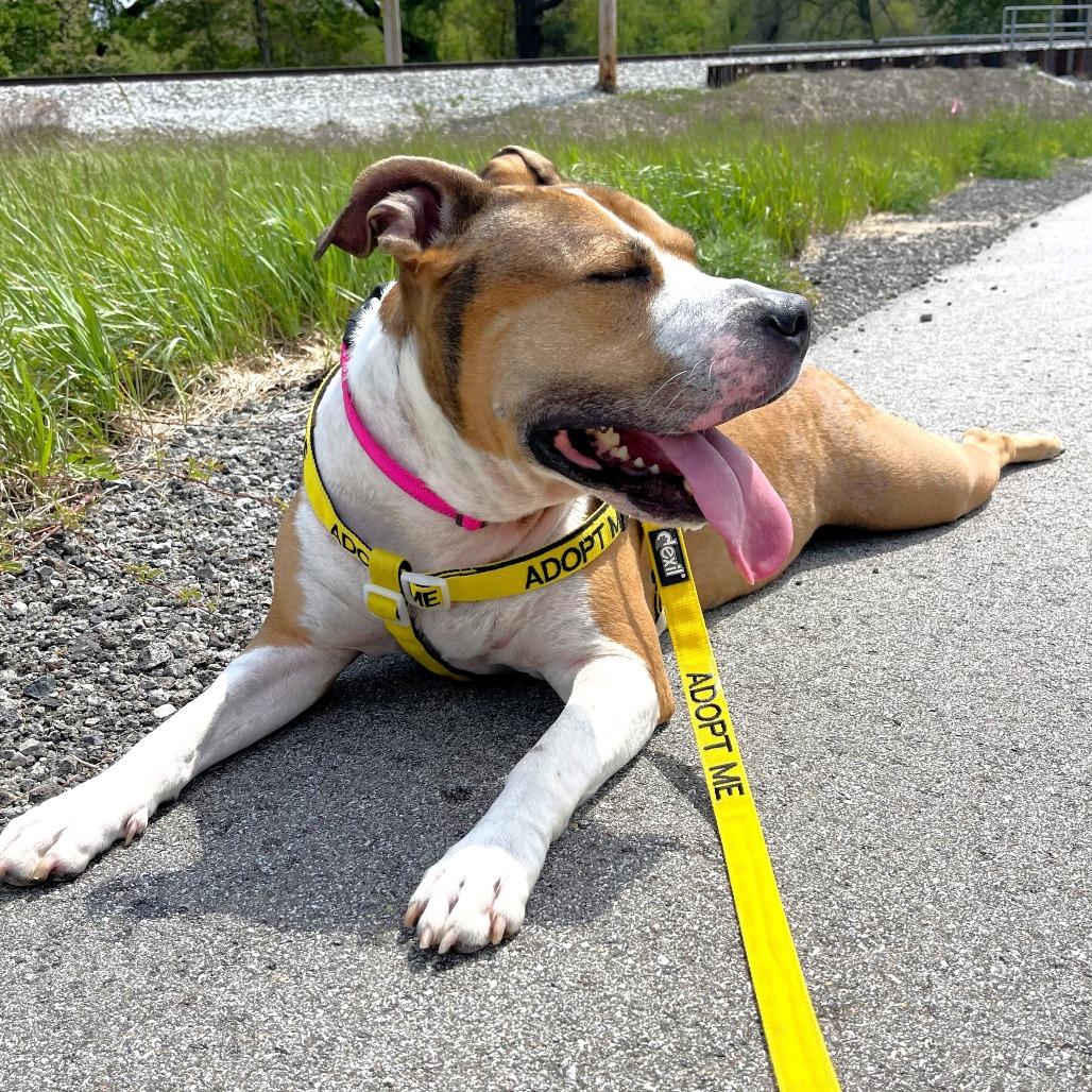 Sasha, a Adoptable mixed breed in Michigan City, IN image 5/6