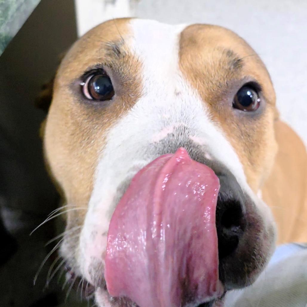 Sasha, a Adoptable mixed breed in Michigan City, IN image 6/6