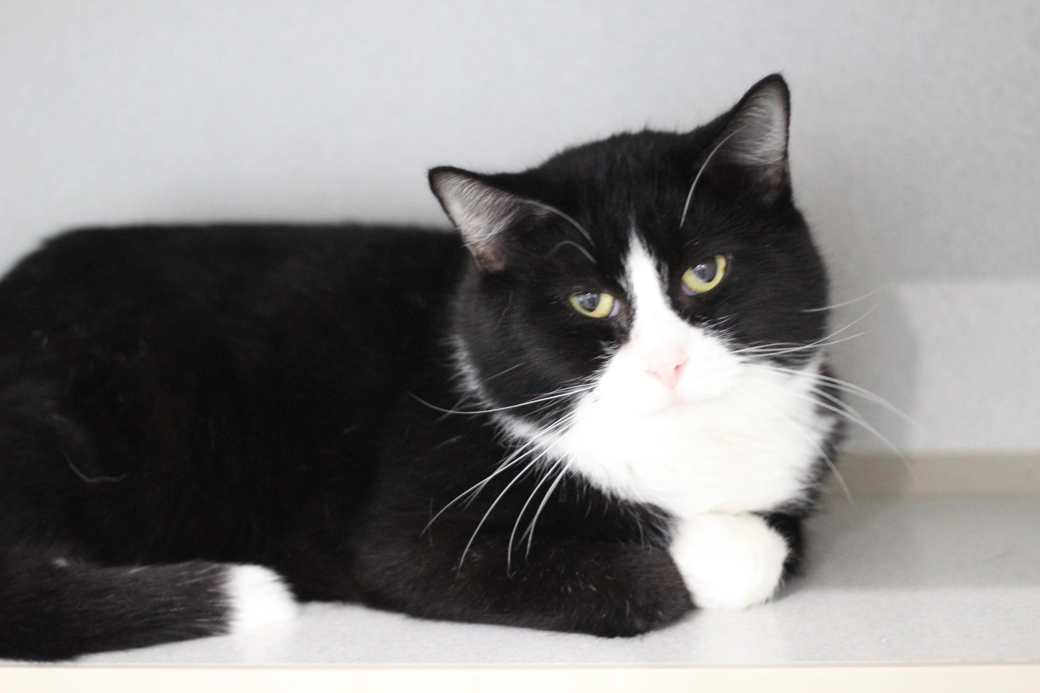 Sammy, adopted, Adult Male Domestic Short Hair.