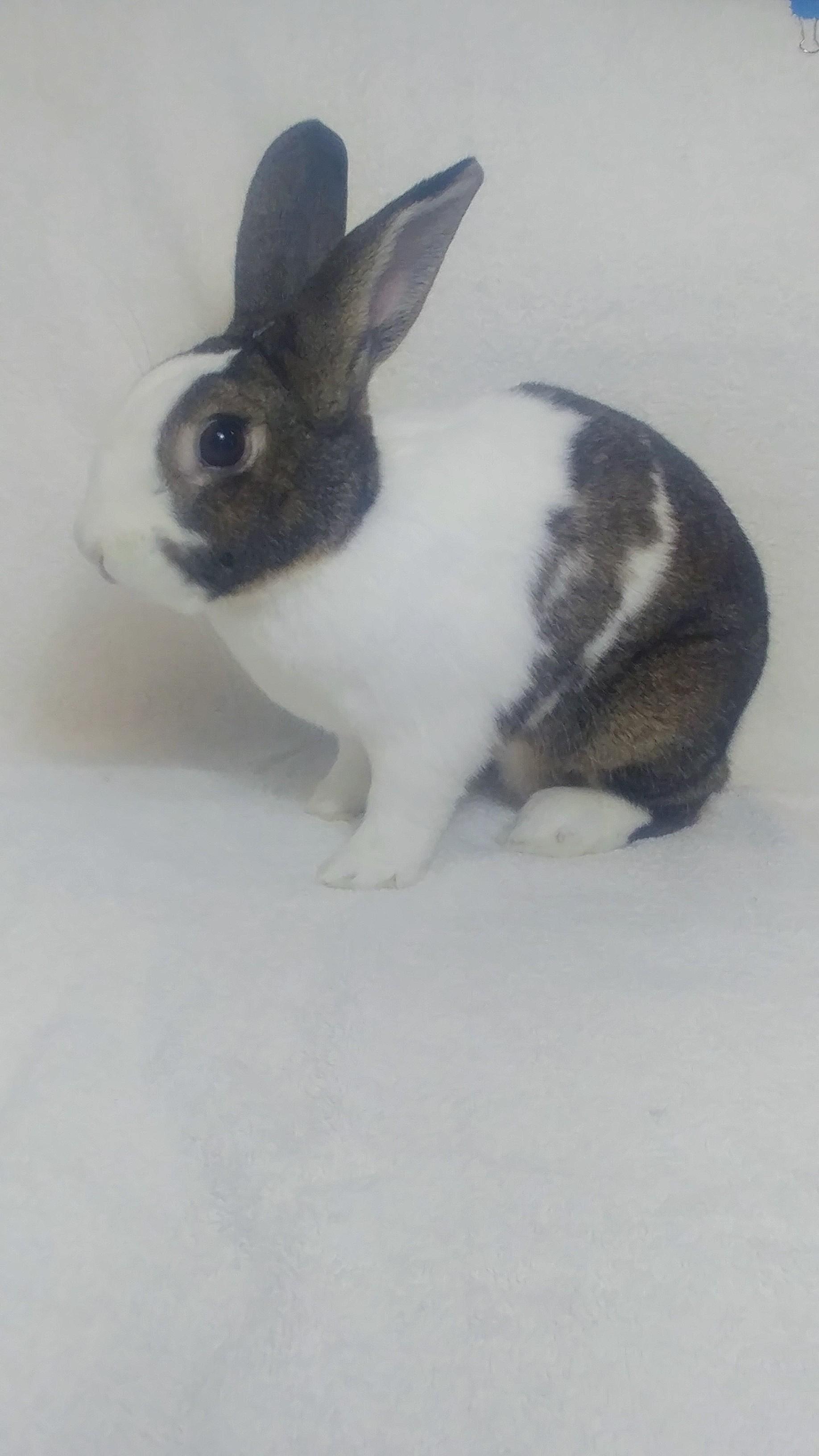 Duchess , adopted, Young Female Dutch.