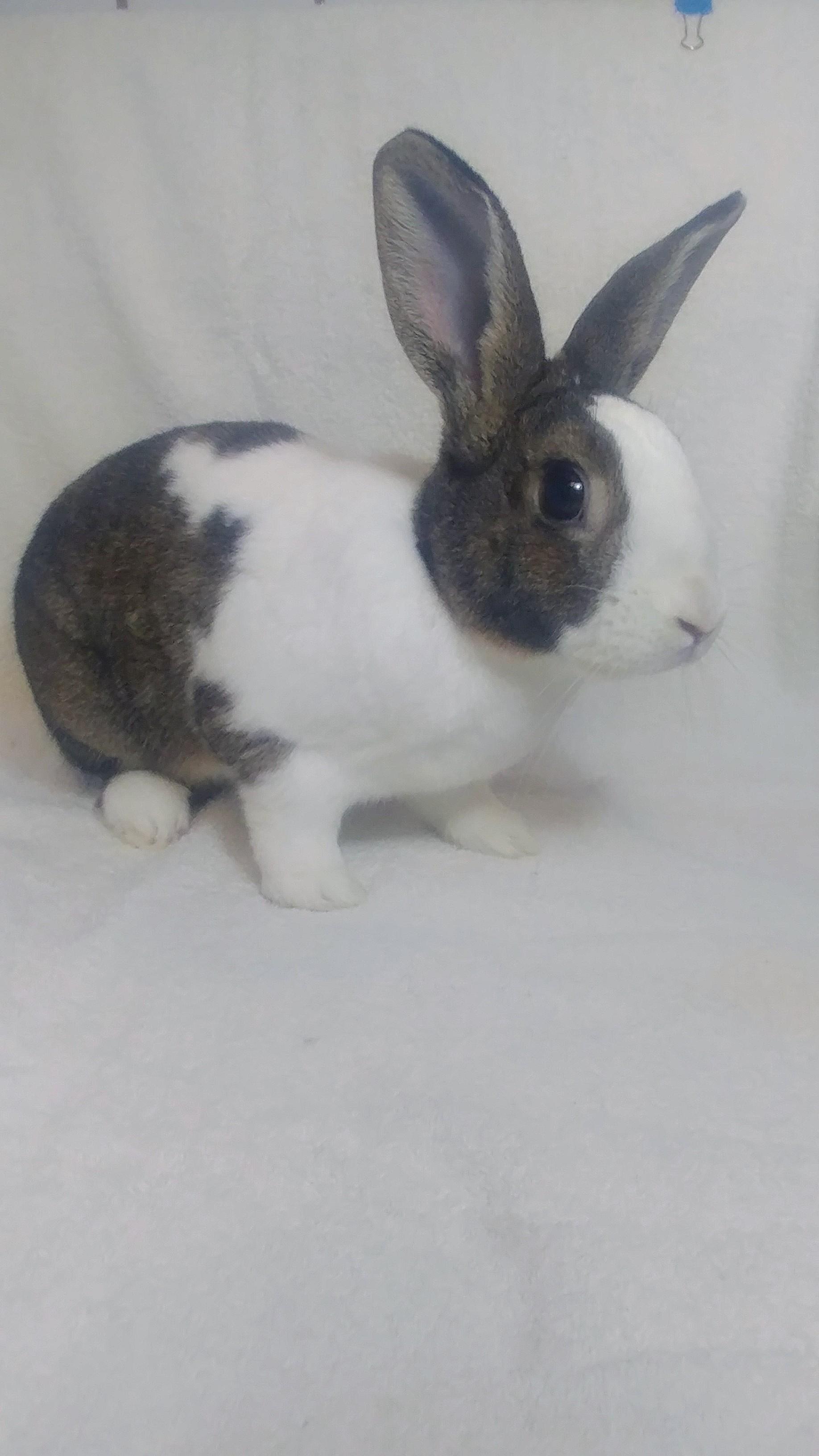 Enlarge Duchess , an adopted Dutch in Lake Elsinore, CA image 2/6