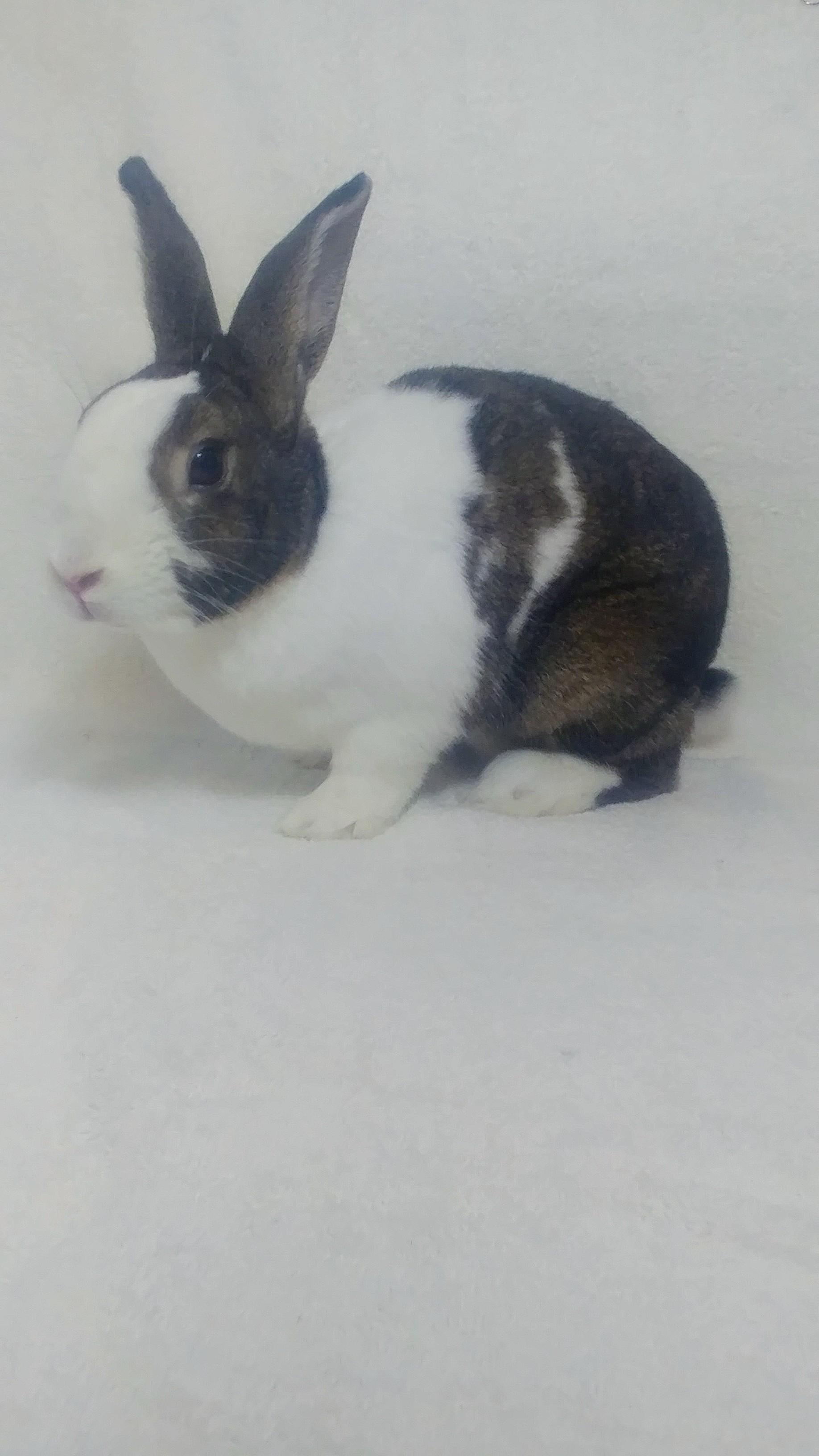 Enlarge Duchess , an adopted Dutch in Lake Elsinore, CA image 4/6