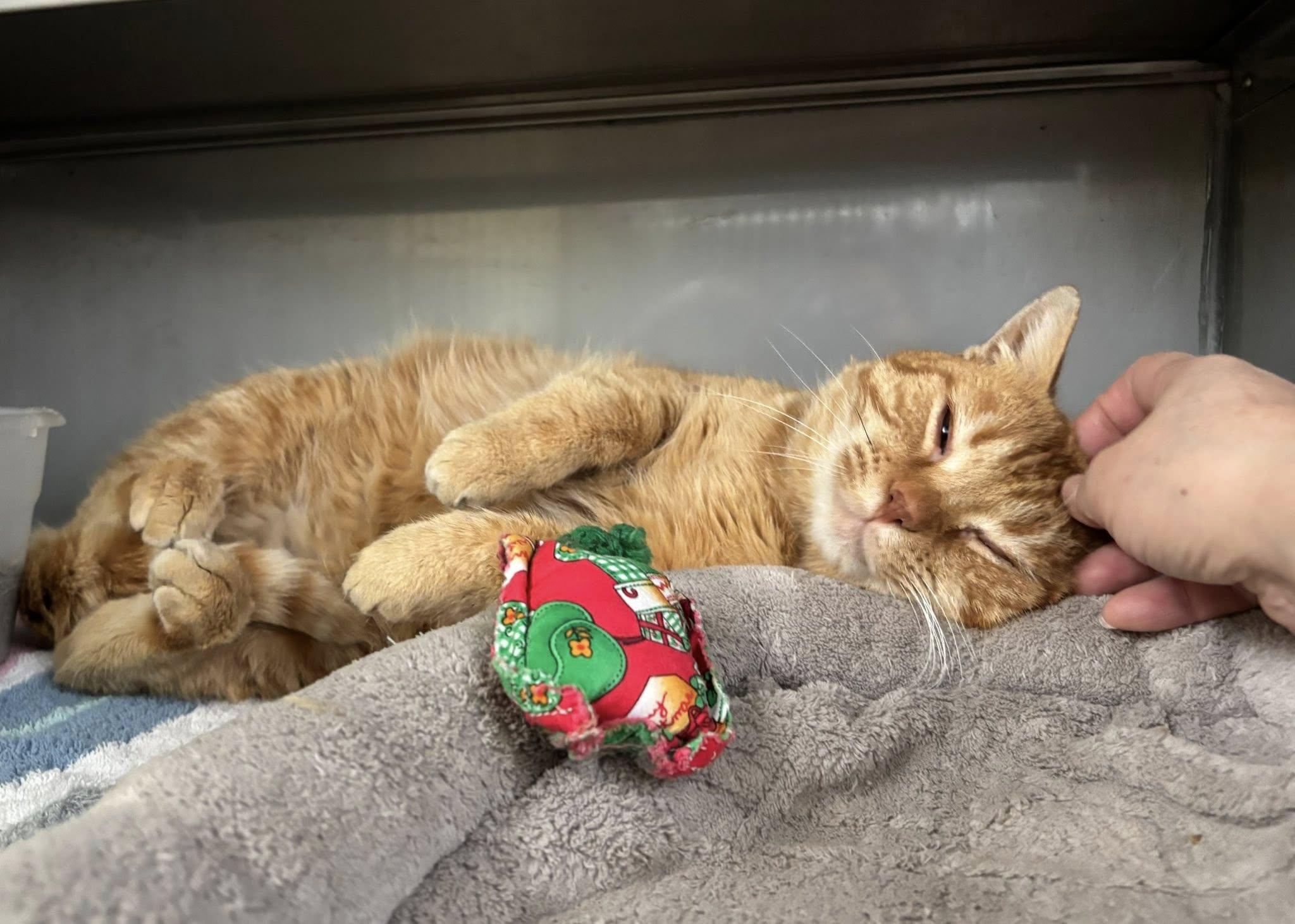 Serge , a ADOPTABLE Domestic Short Hair in Montrose, CO image 6/6