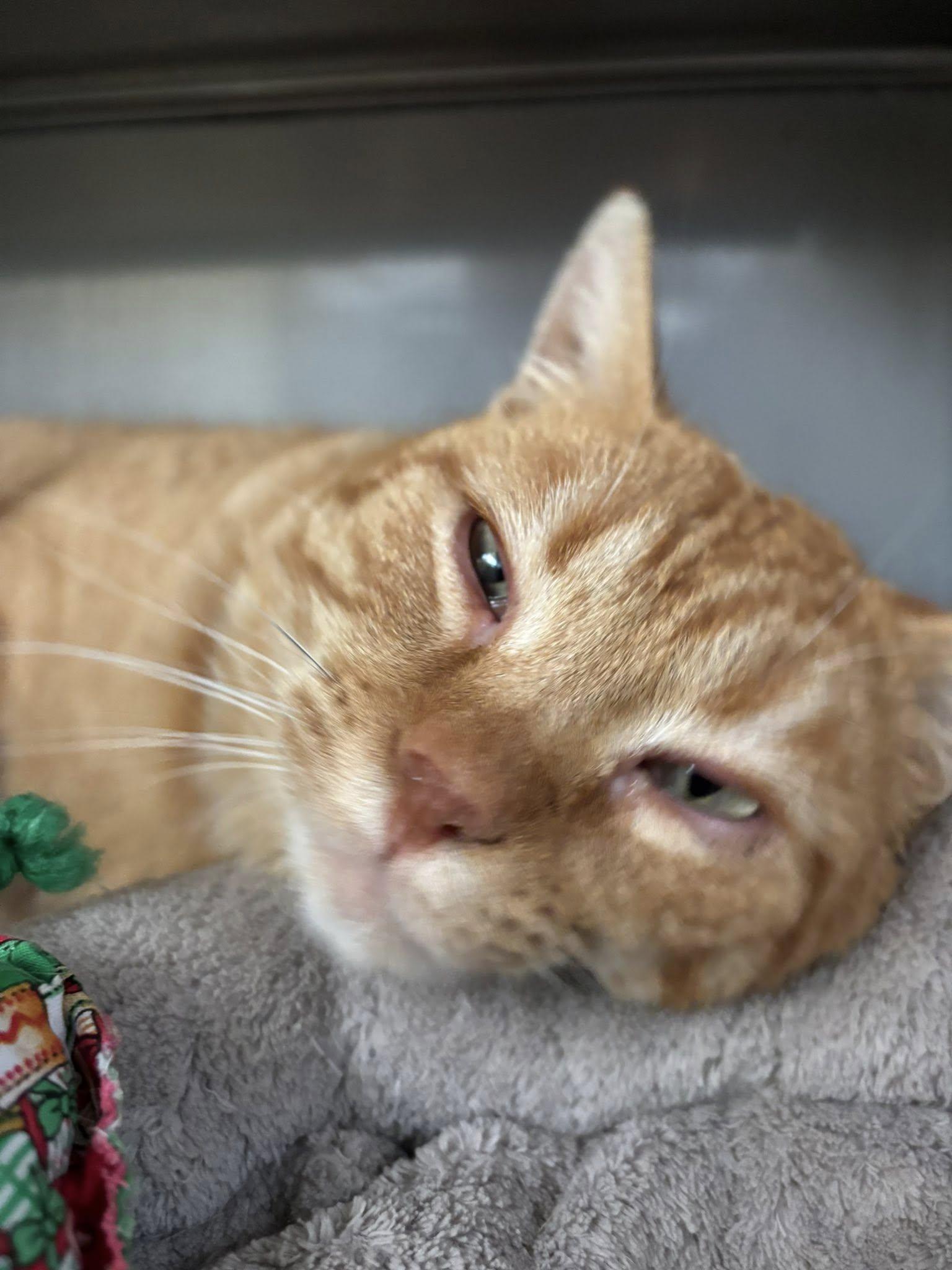 Serge , ADOPTABLE, Adult Male Domestic Short Hair.