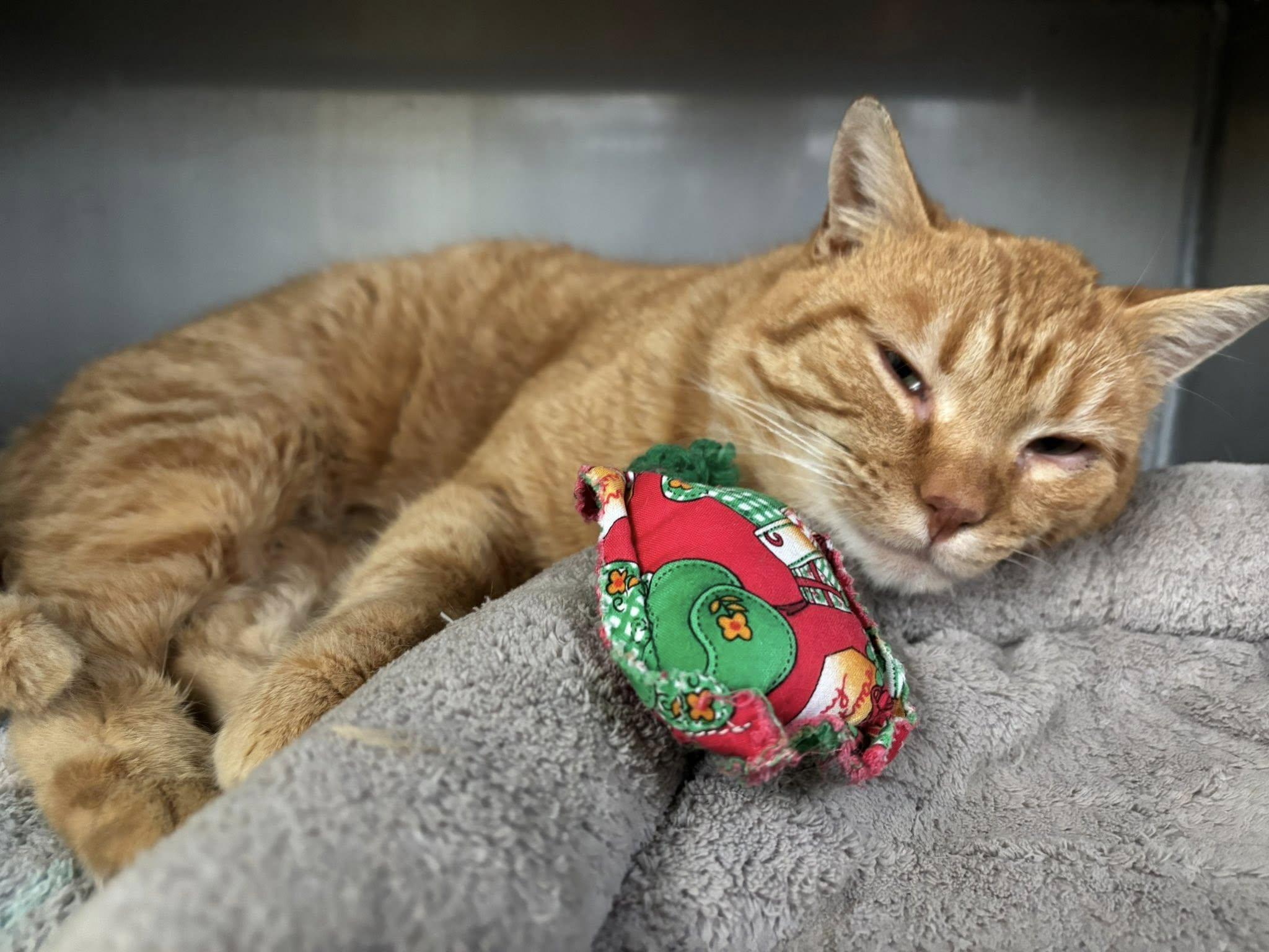 Serge , a ADOPTABLE Domestic Short Hair in Montrose, CO image 3/6