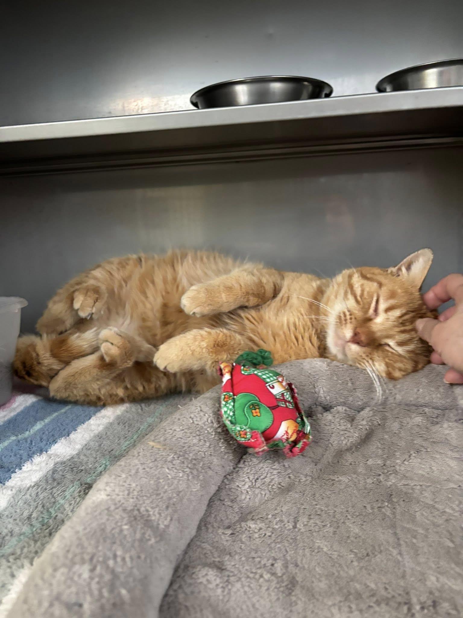 Serge , a ADOPTABLE Domestic Short Hair in Montrose, CO image 5/6